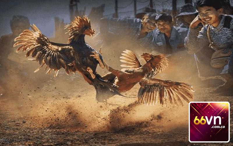 Tổng Hợp Những Bộ Môn Có Trong Sv368 Đá Gà
